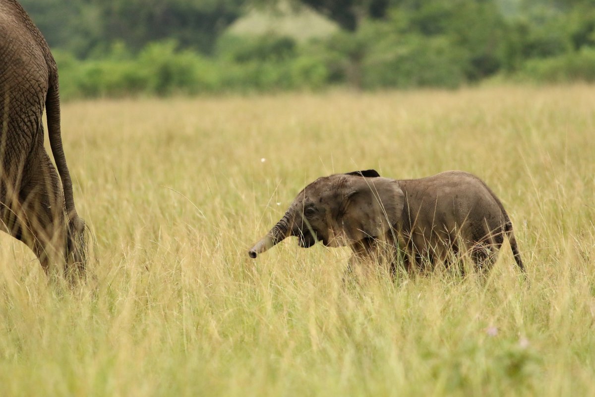 Loxodonta_africana_27.06.2019_P.Szymański 1.jpg